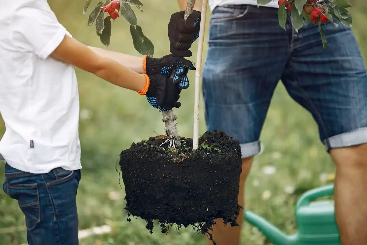 tree watering mistake young fruit tree