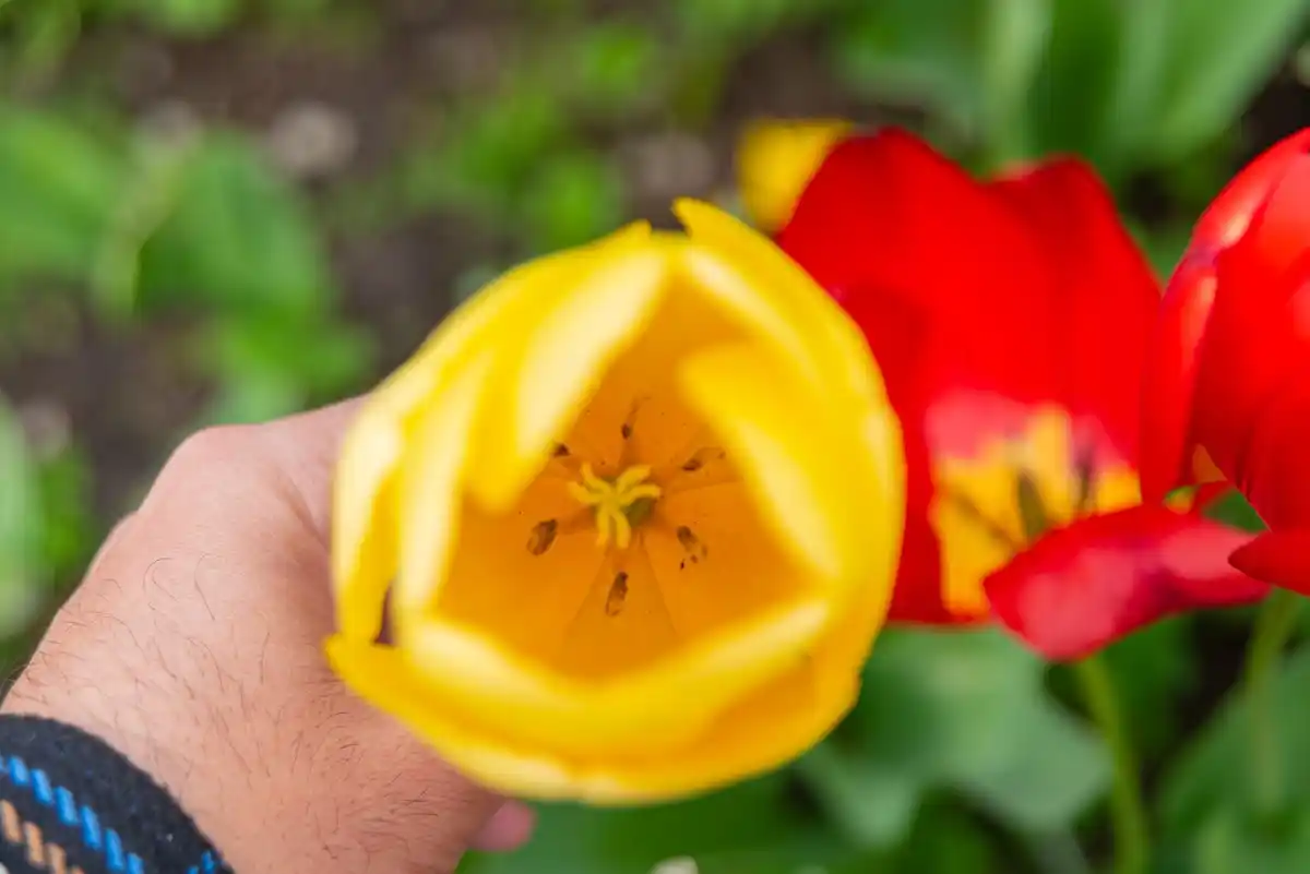 banana peels in flower pot czech garden non stock
