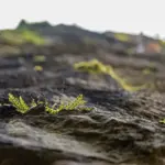 over fertilized soil destroyed agriculture czech
