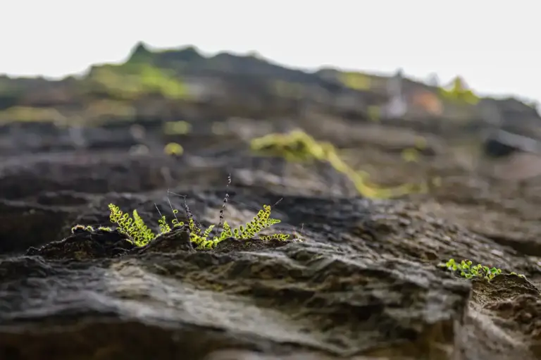 over fertilized soil destroyed agriculture czech