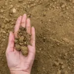 checking soil dryness with finger