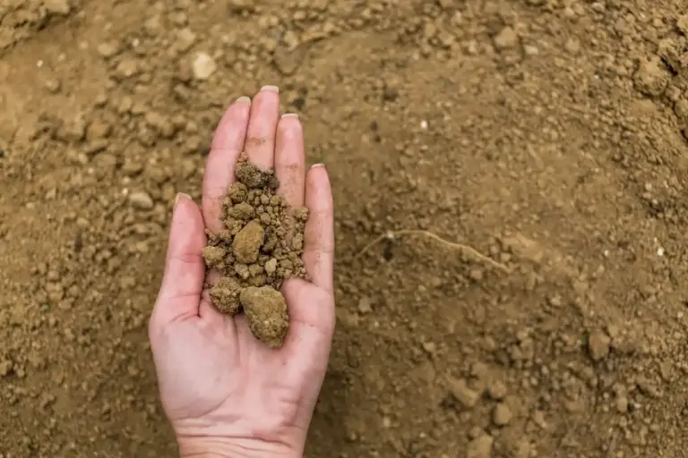checking soil dryness with finger