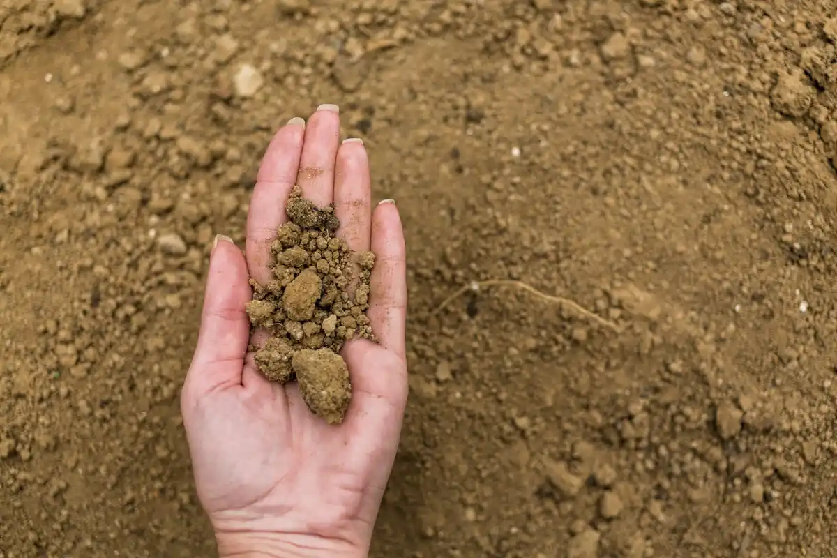 checking soil dryness with finger