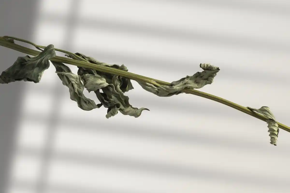 dry soil close up indoor plant