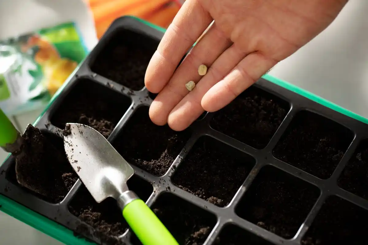finger checking soil moisture houseplant