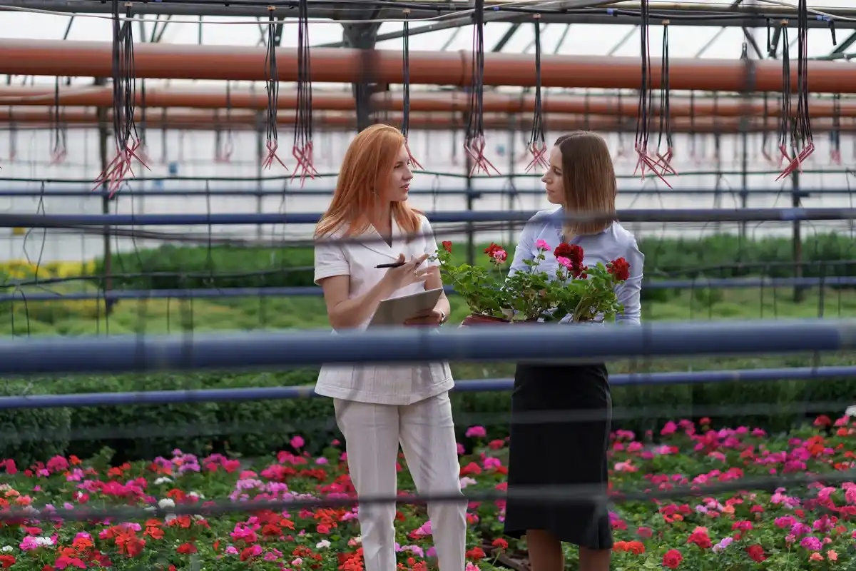 ventilated czech greenhouse inside summer