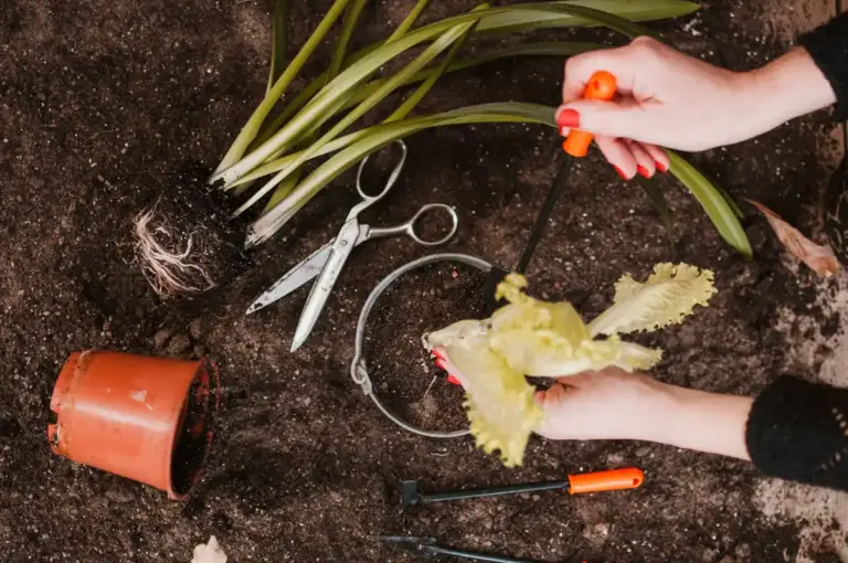 banana peel home gardening Czech