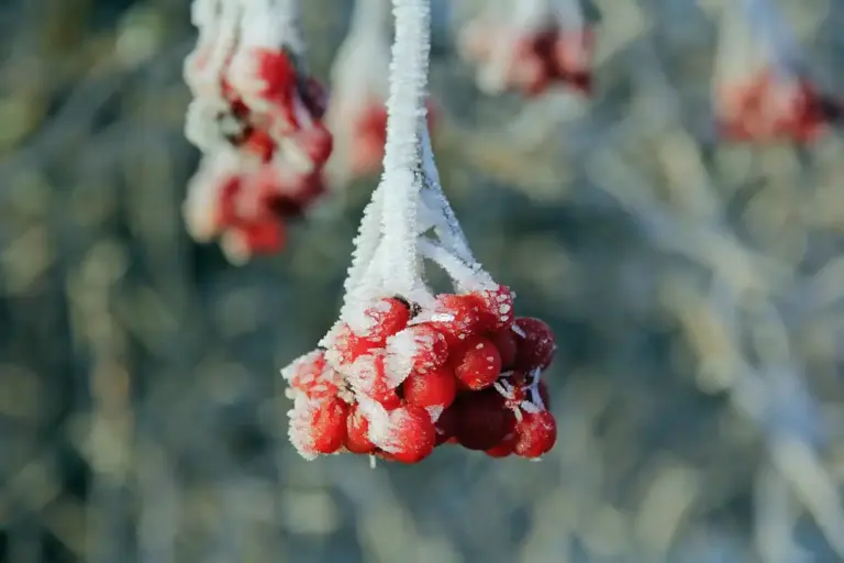 frost resistant gooseberry bush czech garden