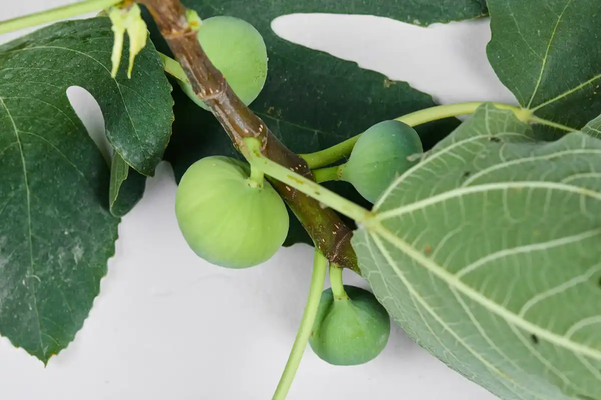 czech gooseberry new variety frost resistant