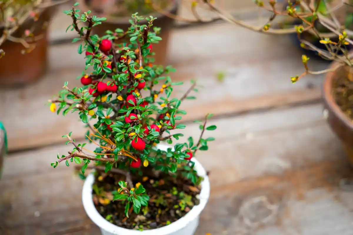 gooseberry bush in Czech garden winter cold resistant