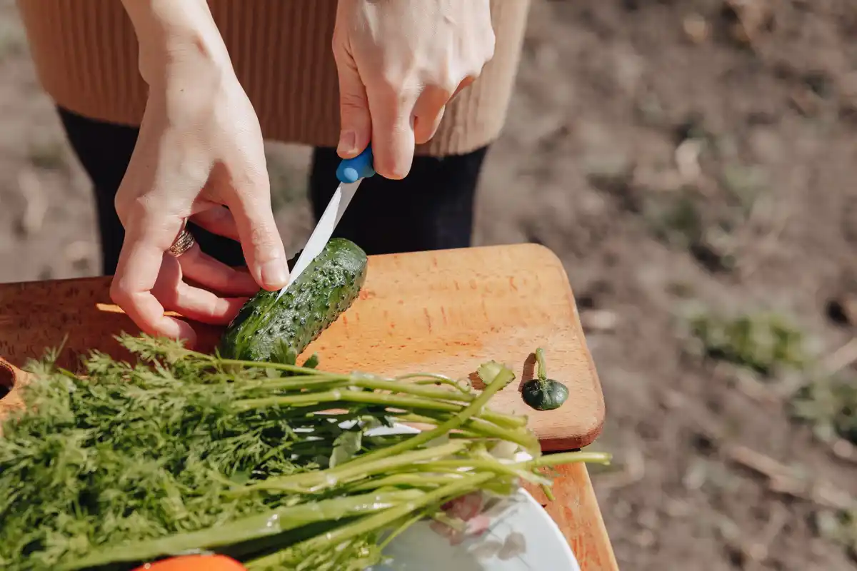Czech vegetables rich harvest plastic bottle irrigation