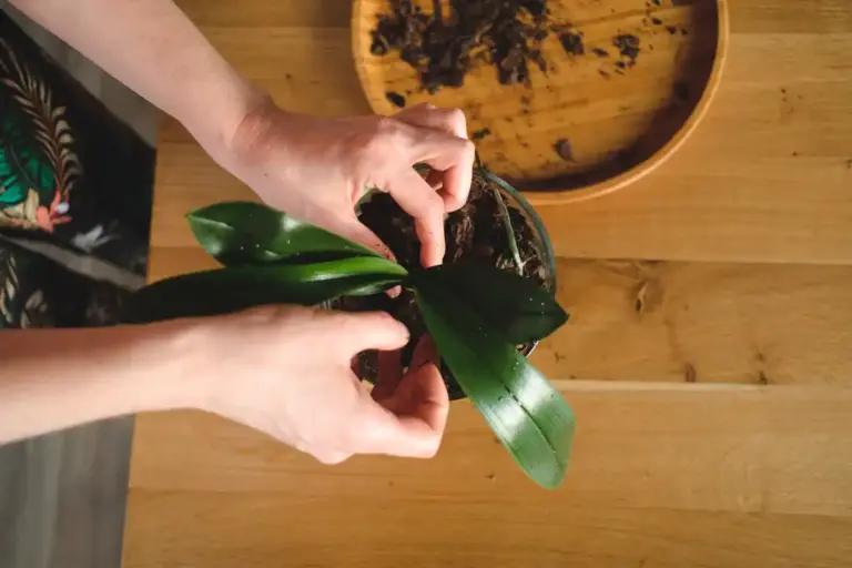 overwatered houseplant roots close up