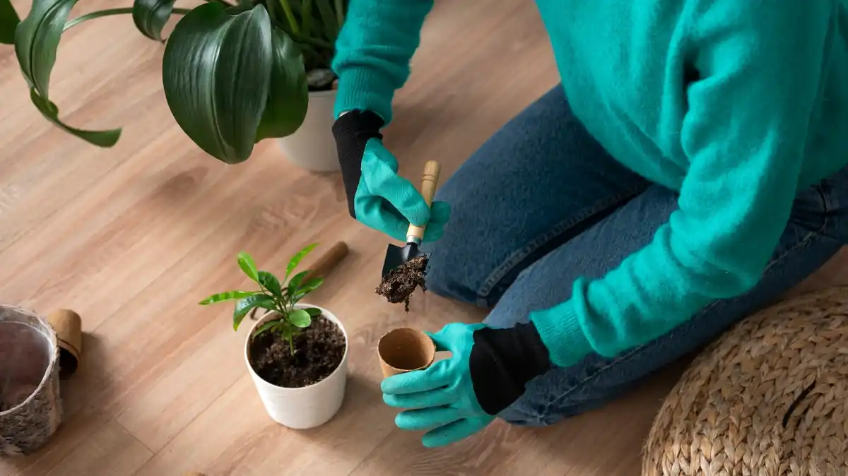repotting waterlogged plant rescue home