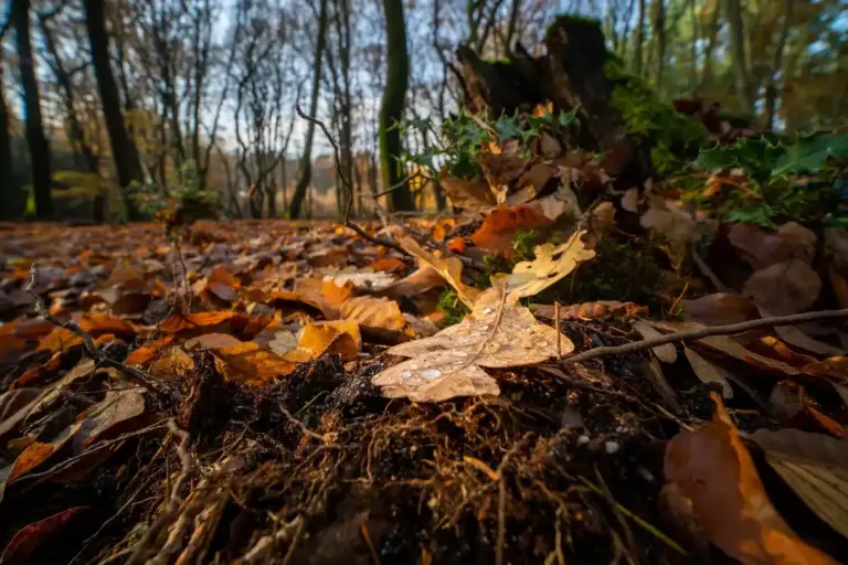 colorful autumn leaves mulch garden czech