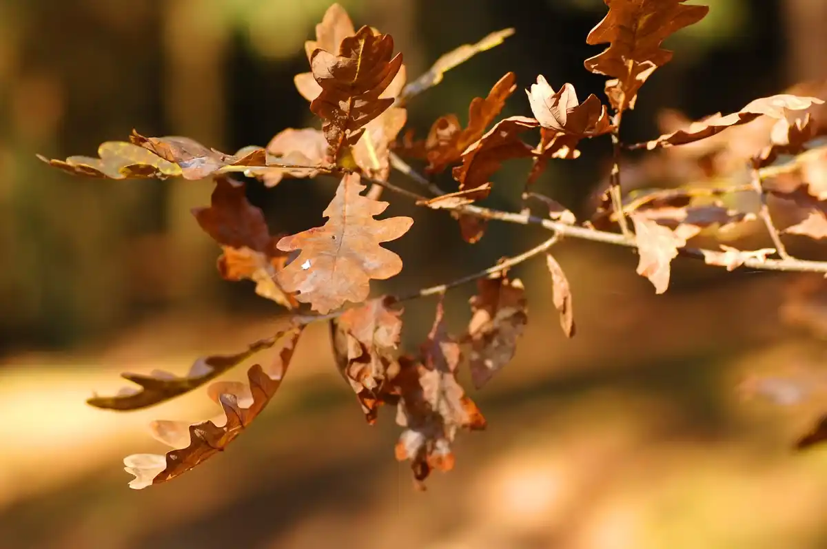 autumn leaves on ground garden czech republic