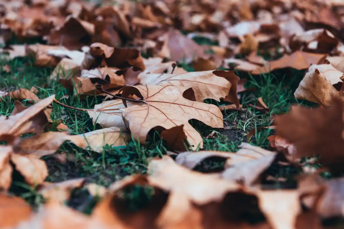 pile leaves garden czech autumn mulch