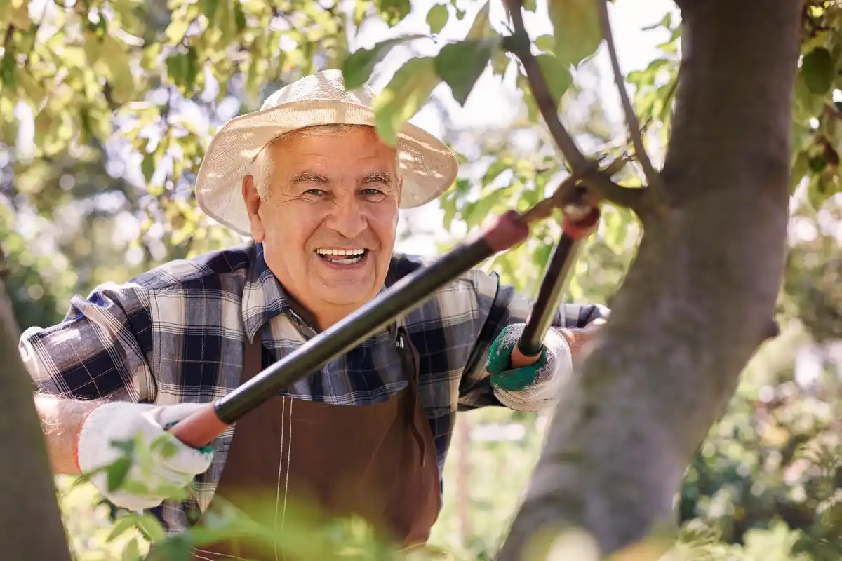 senior man shaking pear tree in Czech garden