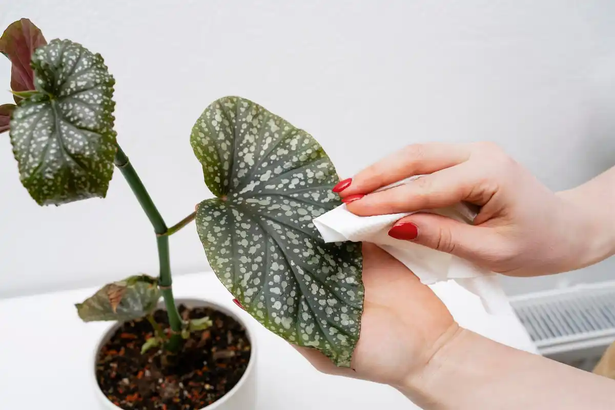 detailed hand checking soil moisture house plant winter