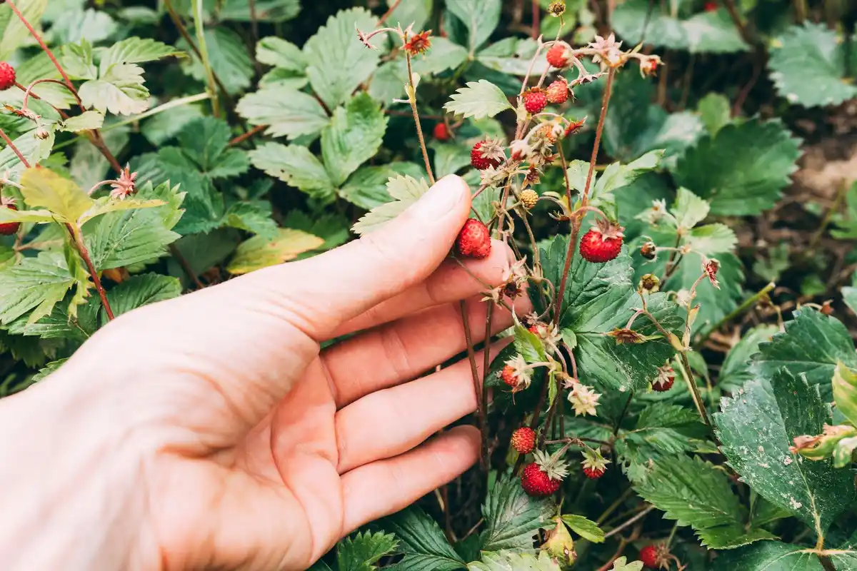 Close-up of raspberries in pantyhose net for protection in Czech garden