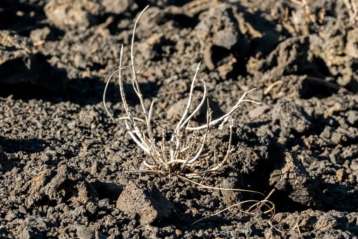 dead vegetable garden from overfertilizing