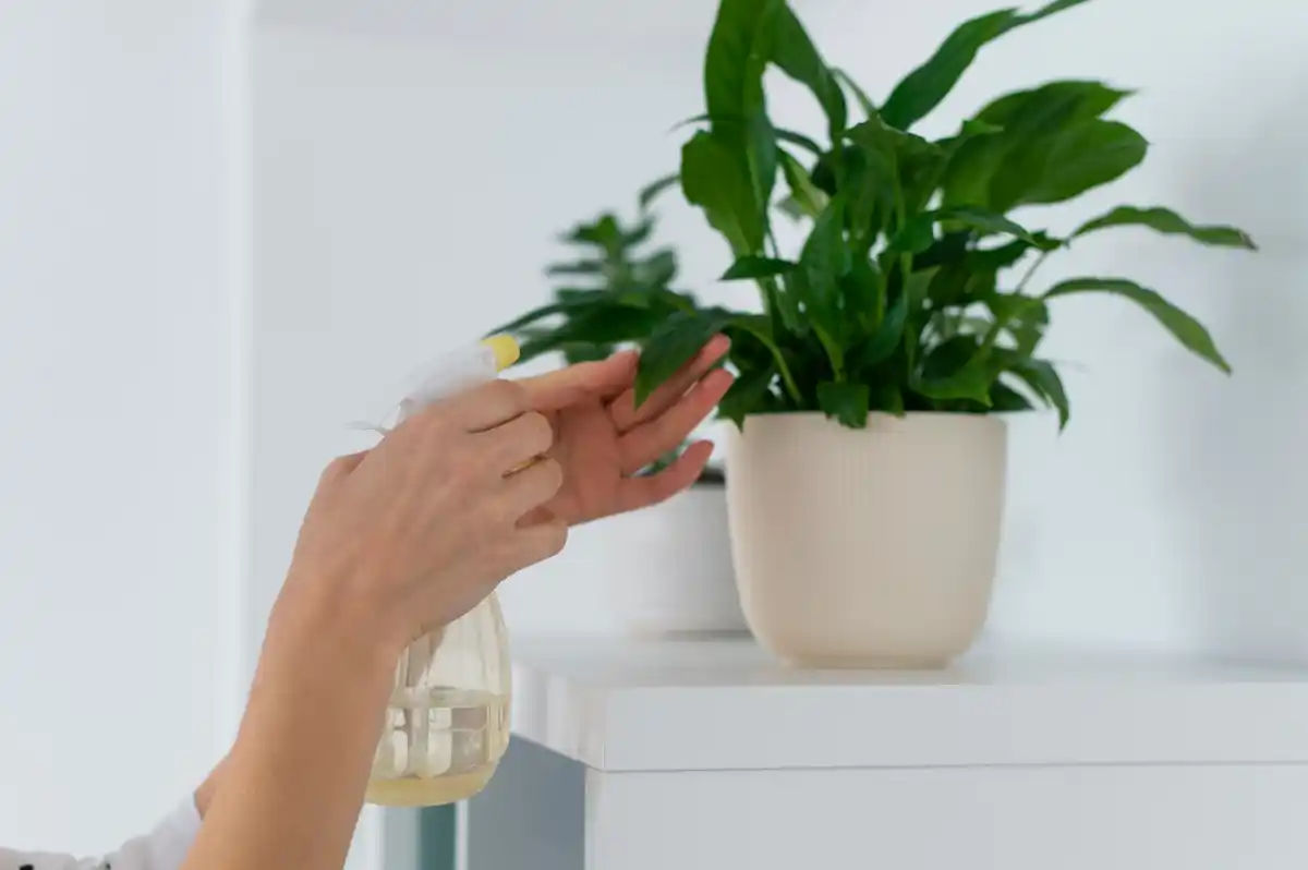 dying houseplant rescue closeup