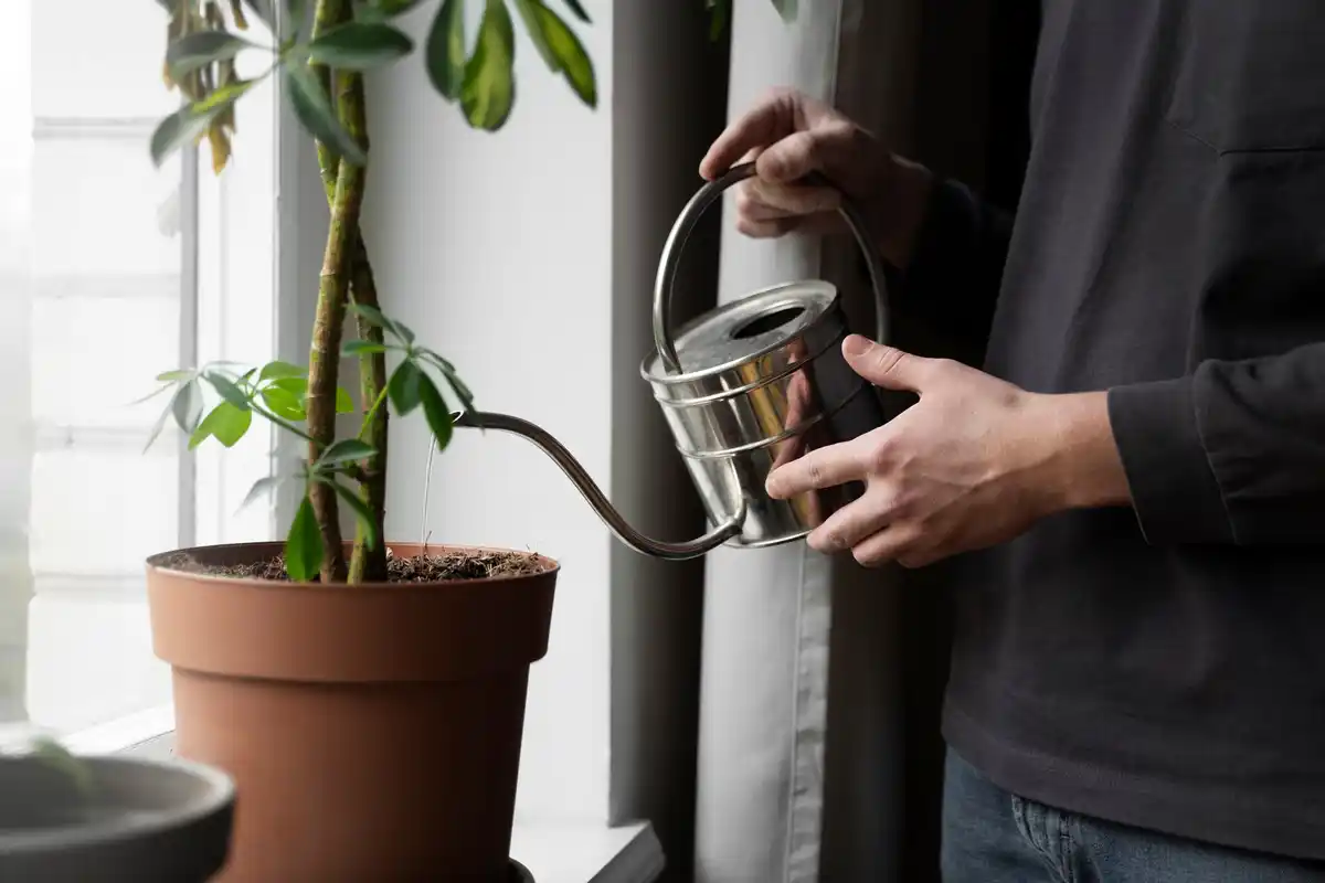 plant cutting water propagation home window