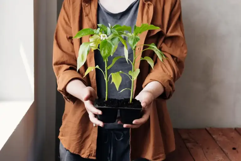 watering pepper plants mistake disease