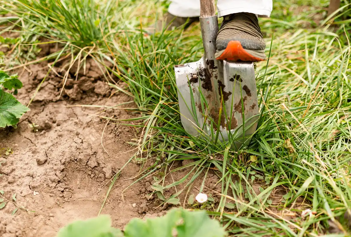 destroyed soil after herbicide spray Czech garden