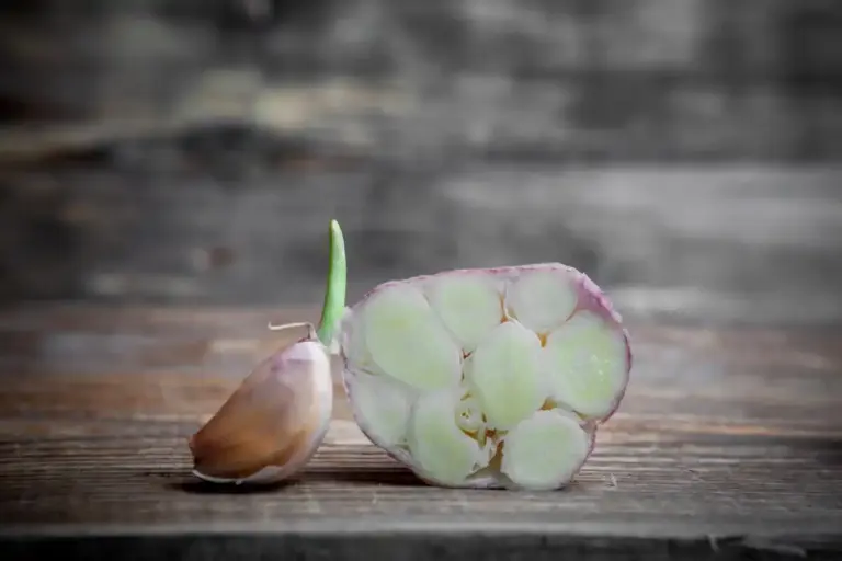 natural pest control garlic garden