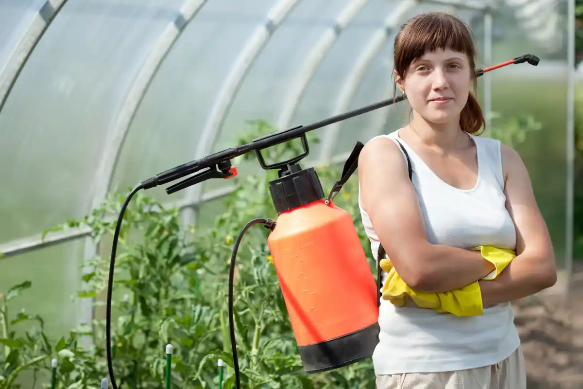 homemade garlic spray against aphids