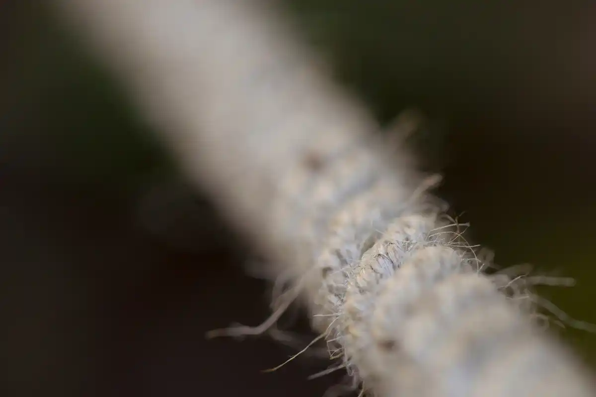 overwatered houseplant roots closeup