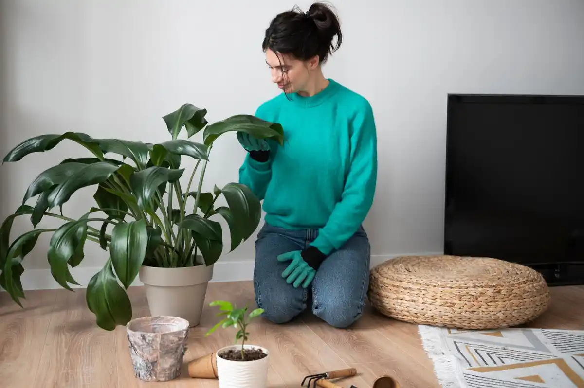 wilted indoor plant overwatering symptoms