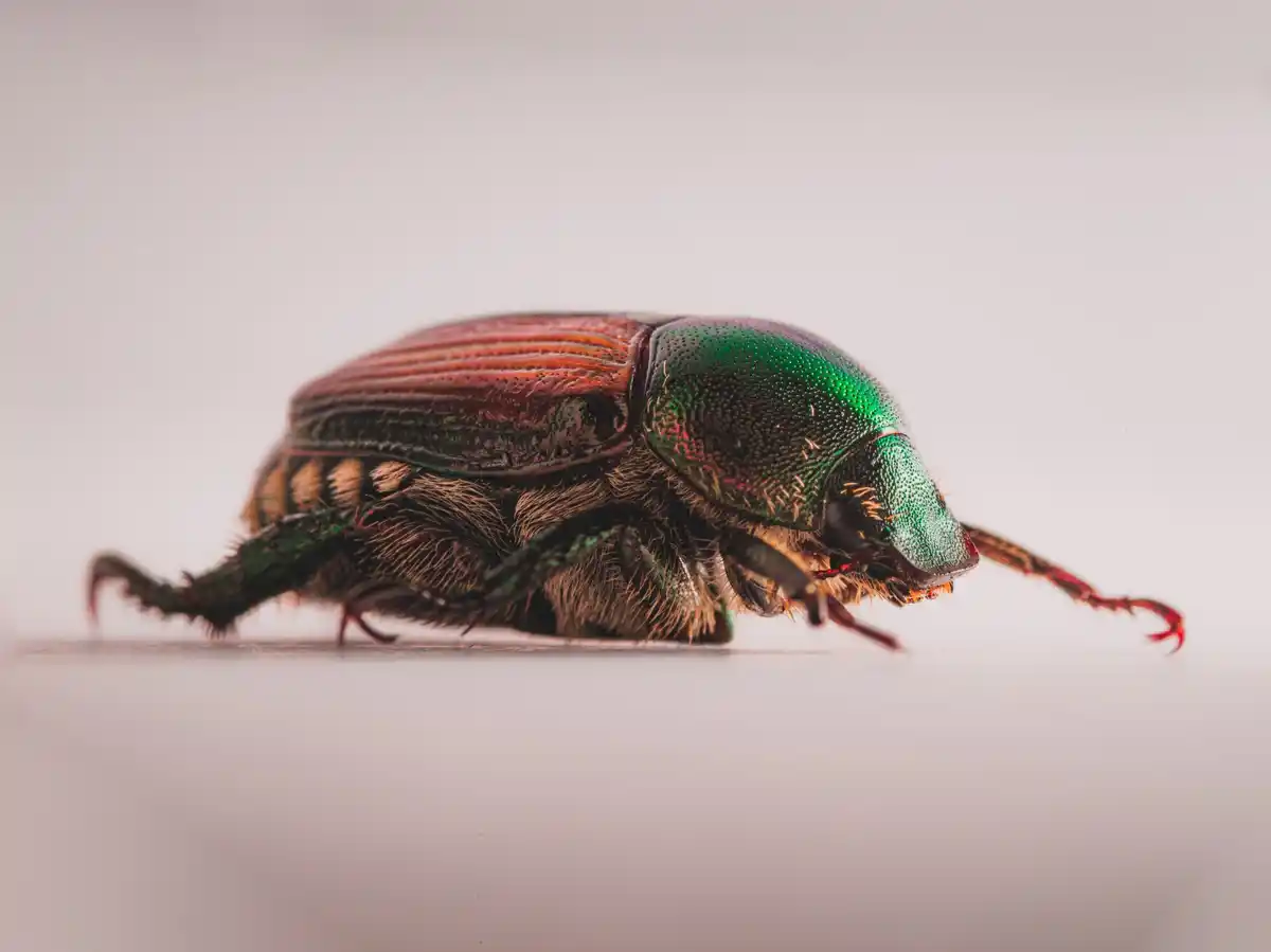 pest infestation returning home colorful macro
