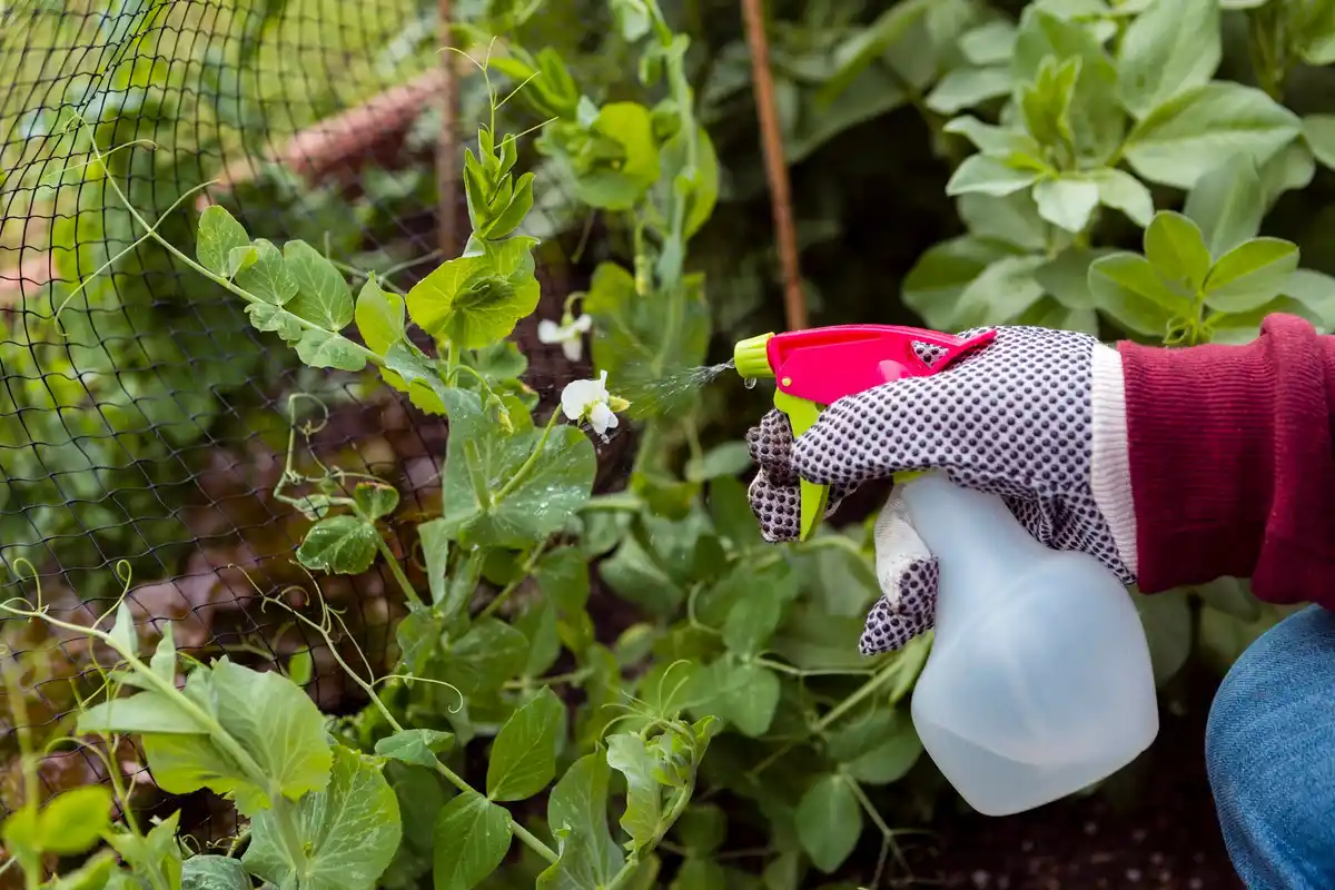 home prevention tips against pests Czech garden