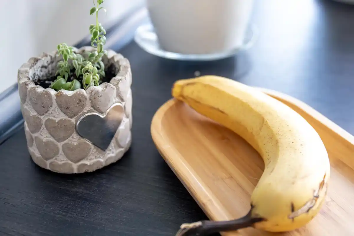 homemade fertilizer eggshells banana peels vegetable garden