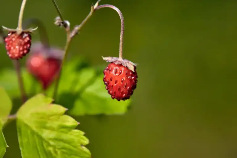 autumn raspberry pruning mistake