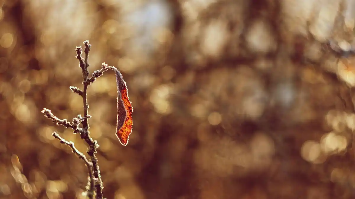 autumn raspberry pruning mistake