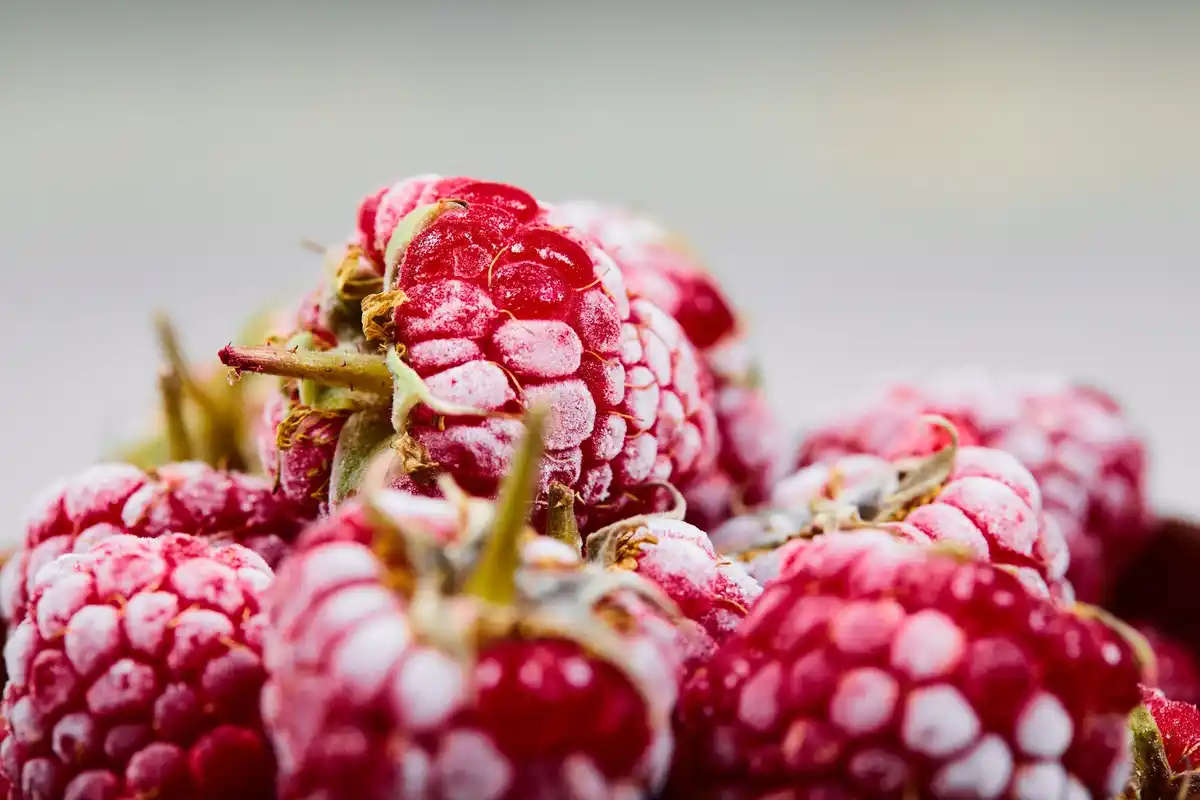raspberry bush diseases autumn pruning