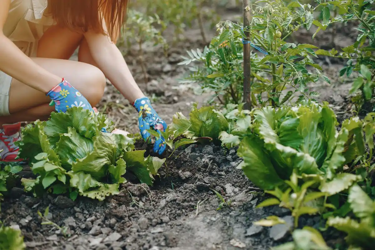 manual method collecting slugs in vegetable garden czech