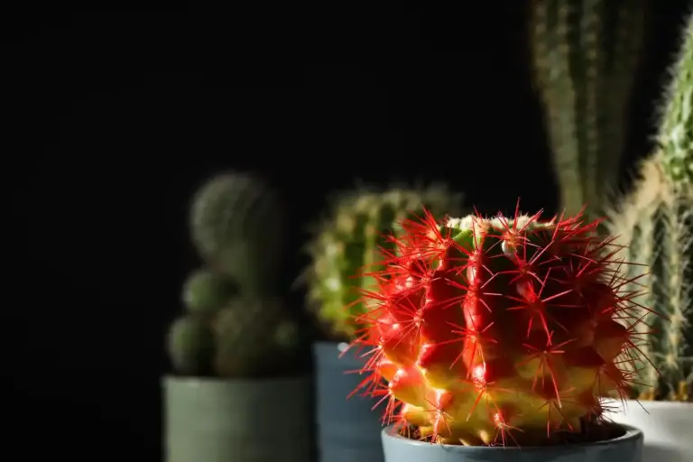 dangerous houseplants for kids colorful photo