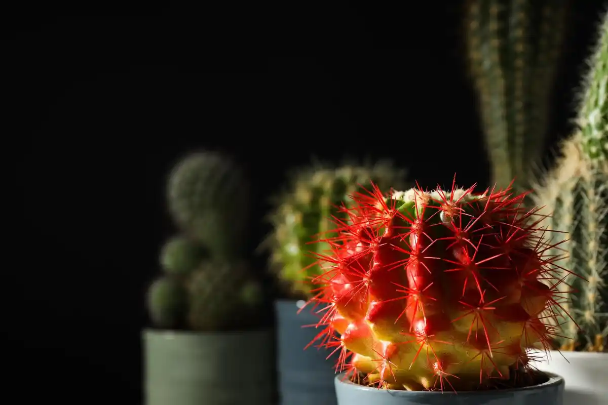 dangerous houseplants for kids colorful photo