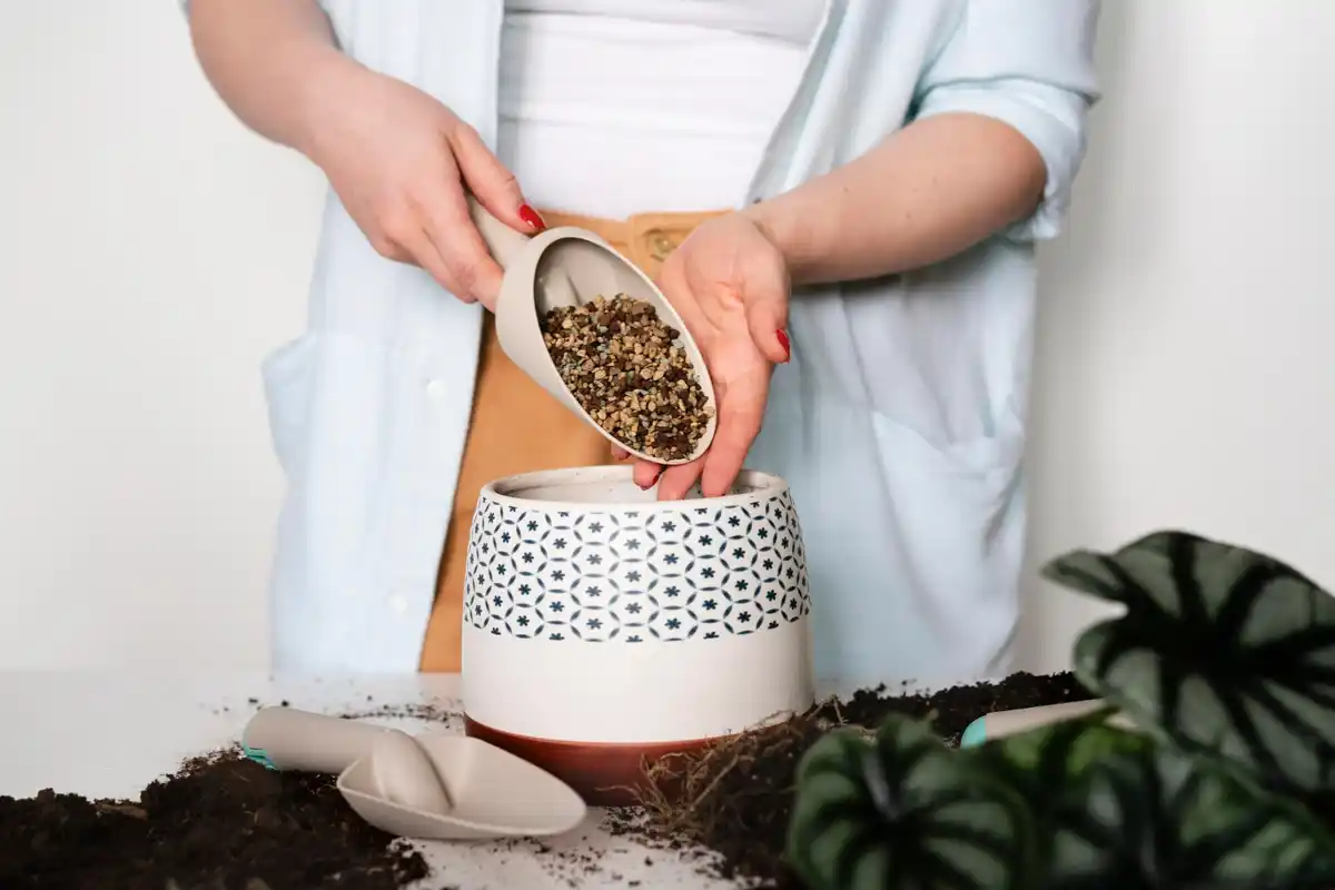 coffee grounds for plants czech home gardening
