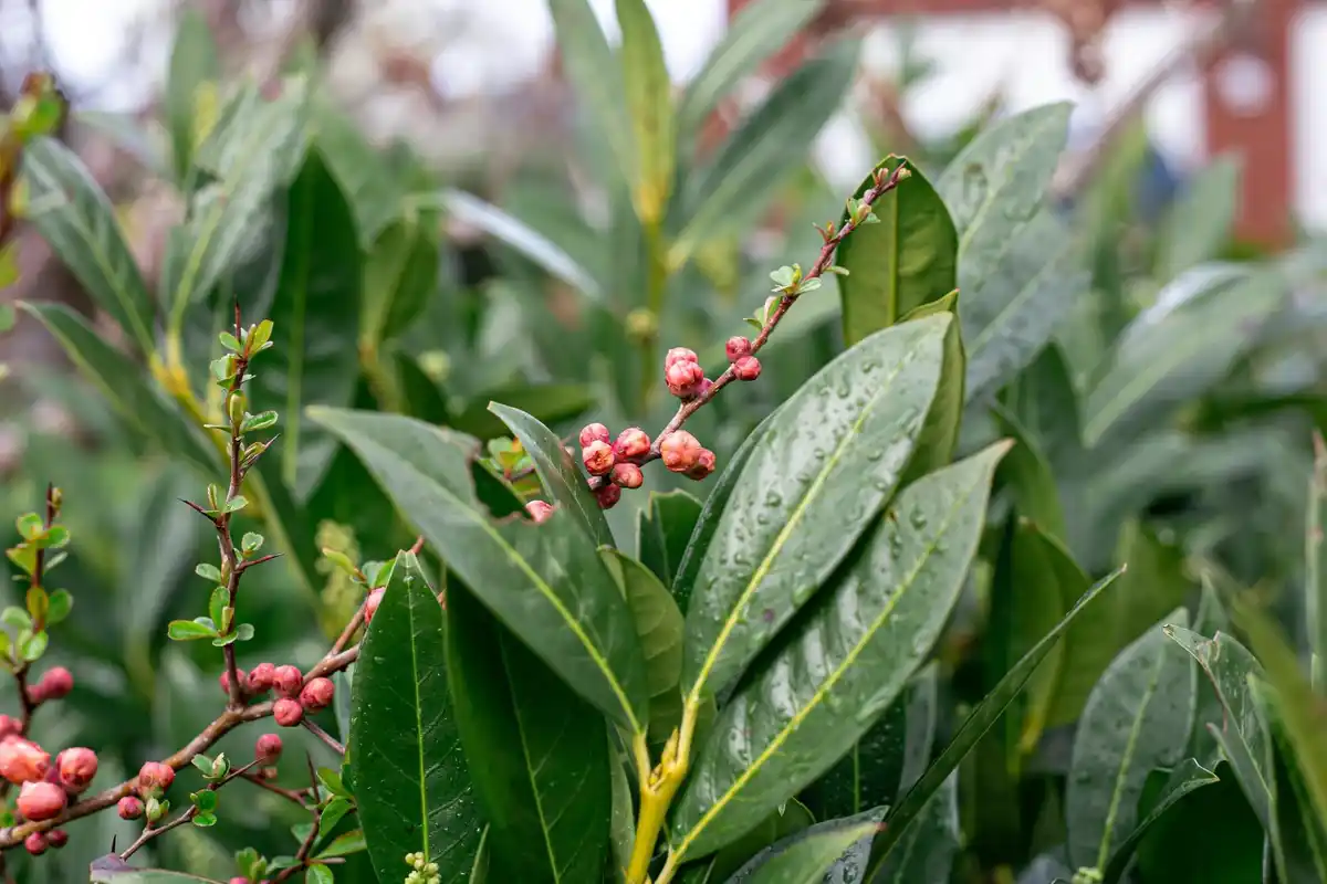 fresh coffee grounds in home garden close up czech plants