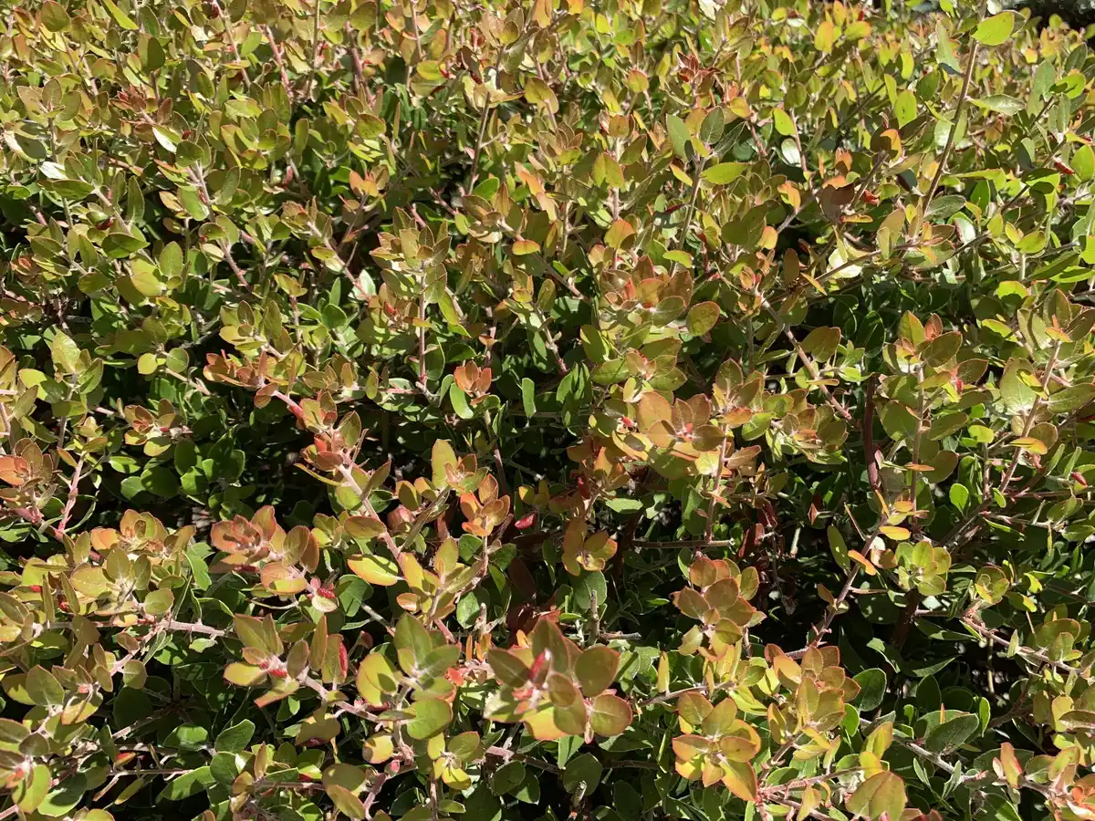 overfertilized garden plants yellow leaves