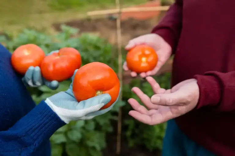 grafted tomato plant problem garden czechia close up