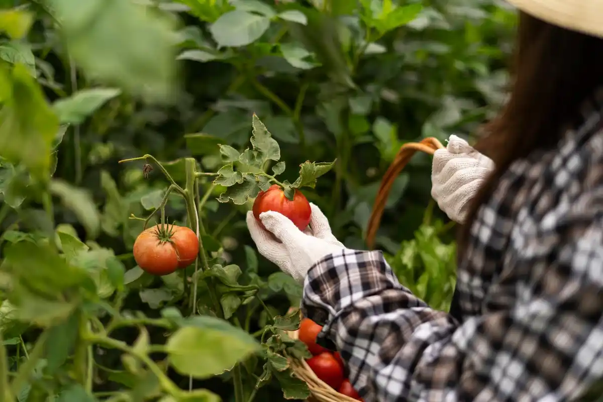 tomato grafting process on plant in czech garden
