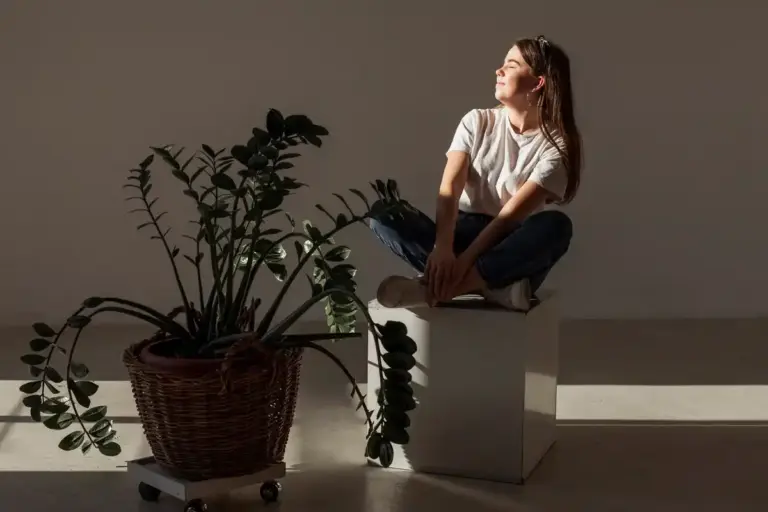 sick houseplant dry leaves recovery sunlight