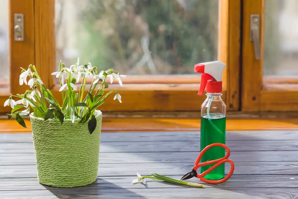 sick houseplant in dry soil Czech home