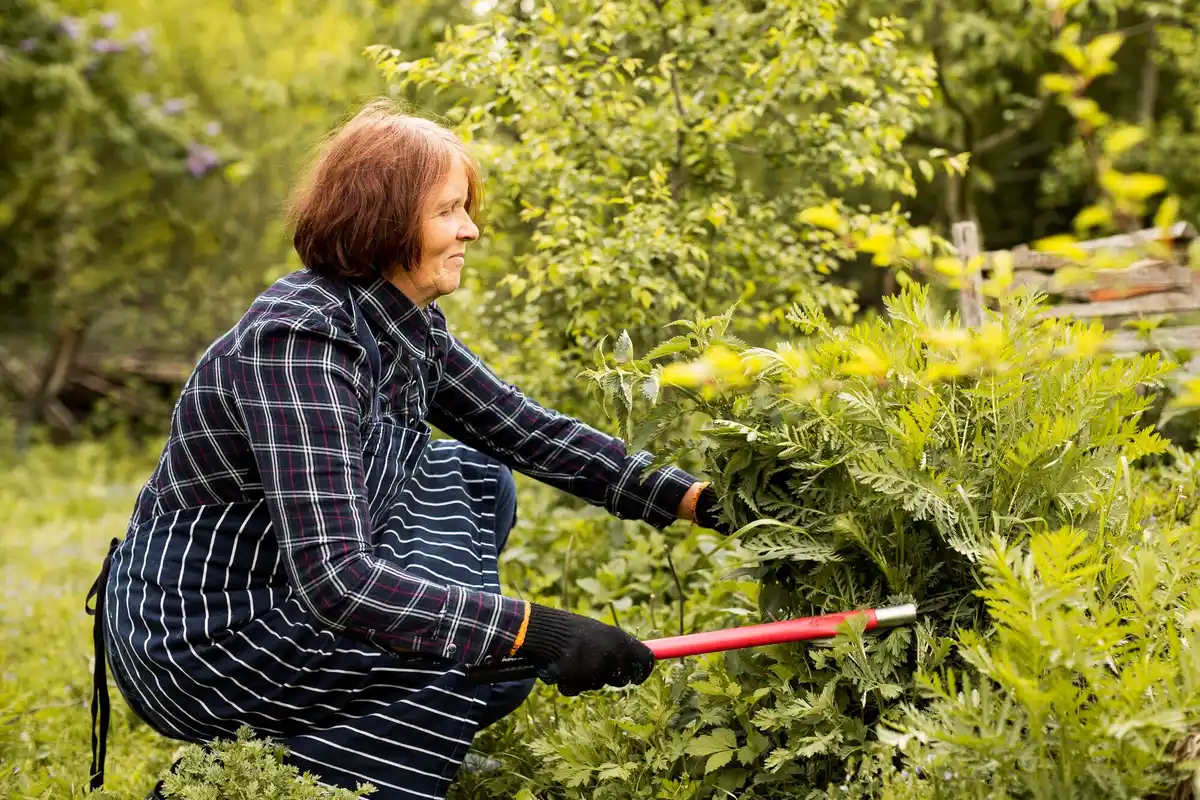 elderly gardener backyard bush easy Czech Republic