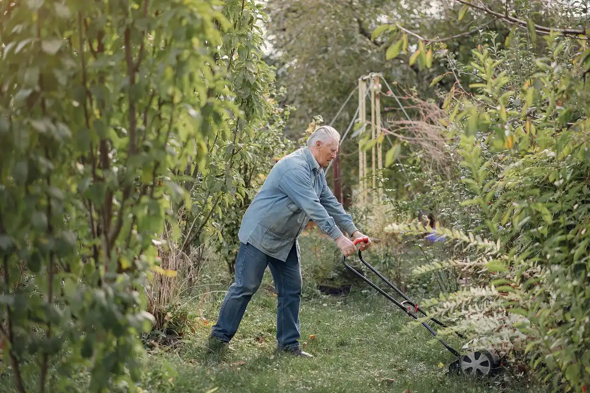 low maintenance bushes Czech garden senior